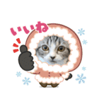 わが家のニャンTube☆さくらちゃん1（個別スタンプ：1）