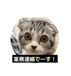 わが家のニャンTube☆さくらちゃん1（個別スタンプ：2）