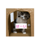 わが家のニャンTube☆さくらちゃん1（個別スタンプ：3）