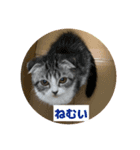 わが家のニャンTube☆さくらちゃん1（個別スタンプ：6）