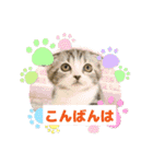 わが家のニャンTube☆さくらちゃん1（個別スタンプ：7）