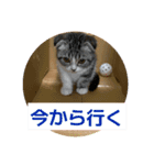 わが家のニャンTube☆さくらちゃん1（個別スタンプ：9）