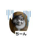 わが家のニャンTube☆さくらちゃん1（個別スタンプ：11）