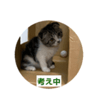 わが家のニャンTube☆さくらちゃん1（個別スタンプ：12）