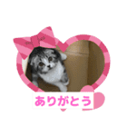 わが家のニャンTube☆さくらちゃん1（個別スタンプ：13）