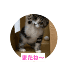 わが家のニャンTube☆さくらちゃん1（個別スタンプ：14）