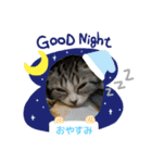 わが家のニャンTube☆さくらちゃん1（個別スタンプ：15）