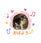 わが家のニャンTube☆さくらちゃん1（個別スタンプ：16）