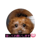 ni-na ①（個別スタンプ：3）