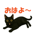 錆と黒の日常（個別スタンプ：19）