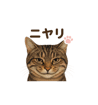 コロニャンコ（個別スタンプ：16）