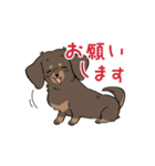ミニチュアダックス・チョコタン（個別スタンプ：6）