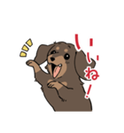 ミニチュアダックス・チョコタン（個別スタンプ：13）