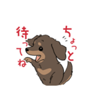 ミニチュアダックス・チョコタン（個別スタンプ：20）