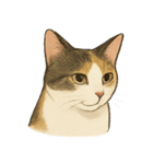 三毛猫の表情図鑑（個別スタンプ：2）