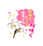 おめでとうセット再編集（個別スタンプ：20）