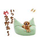 ゴールデン♡ゆるい日常スタンプ（個別スタンプ：4）