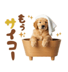 ゴールデン♡ゆるい日常スタンプ（個別スタンプ：22）