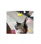ニャんちゃんのスタンプ！（個別スタンプ：3）