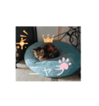 ニャんちゃんのスタンプ！（個別スタンプ：5）