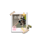 ニャんちゃんのスタンプ！（個別スタンプ：6）