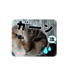 ニャんちゃんのスタンプ！（個別スタンプ：7）