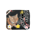 ニャんちゃんのスタンプ！（個別スタンプ：8）