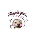 可愛い犬のこむぎちゃん（個別スタンプ：1）