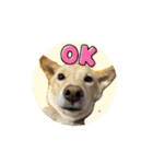 可愛い犬のこむぎちゃん（個別スタンプ：2）