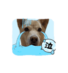 可愛い犬のこむぎちゃん（個別スタンプ：3）