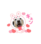 可愛い犬のこむぎちゃん（個別スタンプ：4）