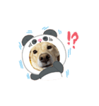 可愛い犬のこむぎちゃん（個別スタンプ：5）