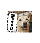 可愛い犬のこむぎちゃん（個別スタンプ：11）