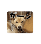 可愛い犬のこむぎちゃん（個別スタンプ：12）