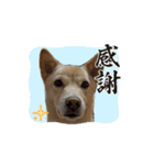 可愛い犬のこむぎちゃん（個別スタンプ：13）