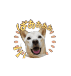 可愛い犬のこむぎちゃん（個別スタンプ：15）