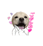 可愛い犬のこむぎちゃん（個別スタンプ：16）