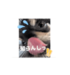 もみぴ01（個別スタンプ：6）