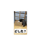 猫カフェ三兄弟 ❷（個別スタンプ：1）
