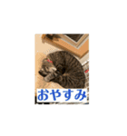 猫カフェ三兄弟 ❷（個別スタンプ：2）