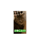 猫カフェ三兄弟 ❷（個別スタンプ：3）