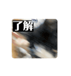 猫カフェ三兄弟 ❷（個別スタンプ：5）