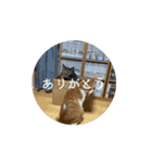 猫カフェ三兄弟 ❷（個別スタンプ：6）