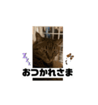 猫カフェ三兄弟 ❷（個別スタンプ：8）