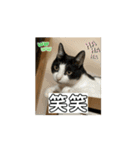 猫カフェ三兄弟 ❷（個別スタンプ：9）