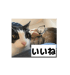 猫カフェ三兄弟 ❷（個別スタンプ：11）