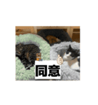 猫カフェ三兄弟 ❷（個別スタンプ：12）