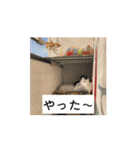 猫カフェ三兄弟 ❷（個別スタンプ：13）
