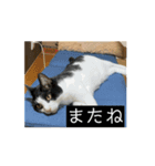 猫カフェ三兄弟 ❷（個別スタンプ：14）