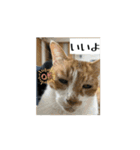 猫カフェ三兄弟 ❷（個別スタンプ：15）